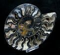 Beautiful Black Ammonite - Inches (Half) #3903-2